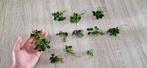 Anubias nana mini petite aquarium plant stekjes, Ophalen, Nieuw, Plant(en), Steen of Hout