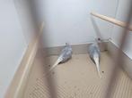 2 diamantduifjes  doffers, Dieren en Toebehoren, Vogels | Overige Vogels, Meerdere dieren
