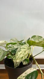 Epipremnum pinnatum marble. Pot 13. Nieuw!, Huis en Inrichting, Kamerplanten, Ophalen of Verzenden, Overige soorten, Minder dan 100 cm