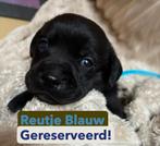 Prachtige puppy’s te koop – Staffador / Labrastaff, 8 tot 15 weken, CDV (hondenziekte), Meerdere, Meerdere dieren