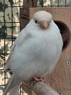 Goudvink satinet split geel, Dieren en Toebehoren, Vrouwelijk, Wildzangvogel