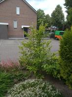 Magnolia boom, Tuin en Terras, Planten | Bomen, Ophalen, Halfschaduw, Overige soorten, Lente