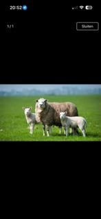 Gezocht drachtige ooien, Dieren en Toebehoren, Schapen, Geiten en Varkens, Vrouwelijk, Schaap, 0 tot 2 jaar