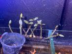 Mangrove boompjes goed geworteld ( per stuk ), Ophalen of Verzenden, Nieuw, Leeg aquarium