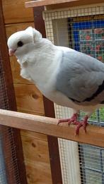 Doffer oud duitse meeuw, Dieren en Toebehoren, Vogels | Duiven, Mannelijk