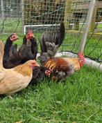 Te koop serama haantje 6 maand oud, Dieren en Toebehoren, Pluimvee, Mannelijk, Kip