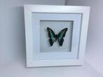 vlinder Graphium Sarpedon, Verzamelen, Dierenverzamelingen, Ophalen of Verzenden, Nieuw, Insect, Opgezet dier