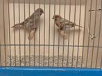 Tentoonstellingskwaliteit Grijsvleugel KleurKanaries, Dieren en Toebehoren, Tropenvogel, Geringd
