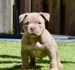 🔥🔥Tricolor American Bully pocket pups🔥🔥, Dieren en Toebehoren, Honden | Bulldogs, Pinschers en Molossers, 8 tot 15 weken, Meerdere