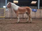 2,5 jarige haflinger hengst, Dieren en Toebehoren, Pony's, Hengst, Dressuurpony, Gechipt, 0 tot 2 jaar