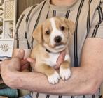 Twee mooie reutjes Slovensky Kopov/Boerenfox, 8 tot 15 weken, Parvo, Meerdere, Nederland