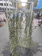 DAPPERMARKT!   Hedera Bont -  Potmaat 14, Ophalen, Halfschaduw, Minder dan 100 cm