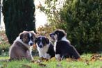 Border Collie x (Australische) herder pups -van de boerderij, Dieren en Toebehoren, Overige rassen, 8 tot 15 weken, CDV (hondenziekte)