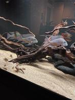 Vissen geophagus sveni, Vis, Zoetwatervis