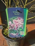 Dwergsering 'Miss Kim', Tuin en Terras, Planten | Struiken en Hagen, Ophalen of Verzenden, Overige soorten, Struik, Minder dan 100 cm