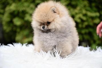 Pomeriaan | Pomeranian | Puppy | Teefje | Stamboom | Beertje beschikbaar voor biedingen