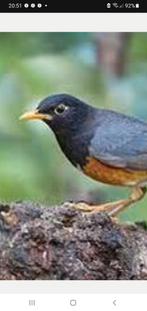 Zwartborst lijster, Dieren en Toebehoren, Ophalen of Verzenden, Overige materialen, Vogelkooi