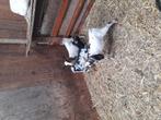 Te koop 2 jonge dwerggeitjes, Dieren en Toebehoren, Schapen, Geiten en Varkens, Vrouwelijk, Geit, 0 tot 2 jaar