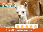 Jonge Alpaca's | Dieren van eind 2023 | Goed advies!, Dieren en Toebehoren, Overige Dieren, Voor 1 juli 2024