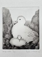 Droge naald ets Stormvogel met jong, Antiek en Kunst, Kunst | Etsen en Gravures, Ophalen
