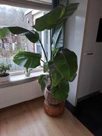 Grote Strelitzia Kamerplant, Ophalen, 100 tot 150 cm, Overige soorten, Halfschaduw