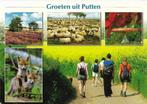 Ansichtkaart	Putten	5-luik	Schapen, Verzenden, 1980 tot heden, Gelopen, Gelderland