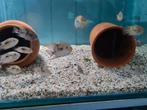 Cryptoheros Sajica Cichliden bij Sjaka's Fish Heaven, Vis, Zoetwatervis