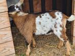 Te koop in Nieuwleusen geit( bok), Dieren en Toebehoren, Mannelijk, Geit, 0 tot 2 jaar