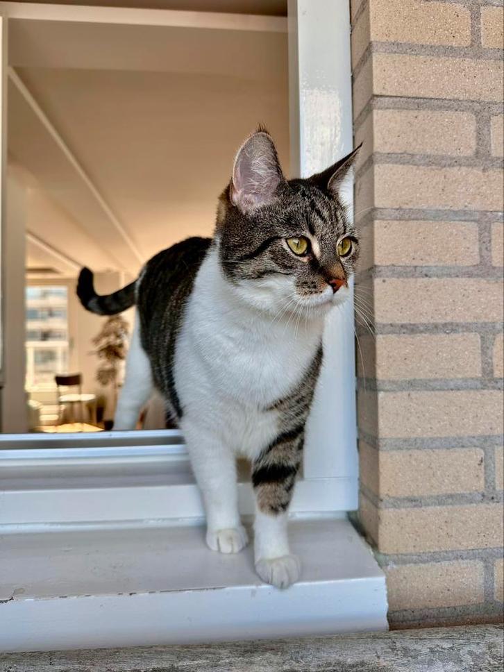 Lieve kater op zoek naar een warm huisje, Dieren en Toebehoren, Katten en Kittens | Dekkaters, 0 tot 2 jaar