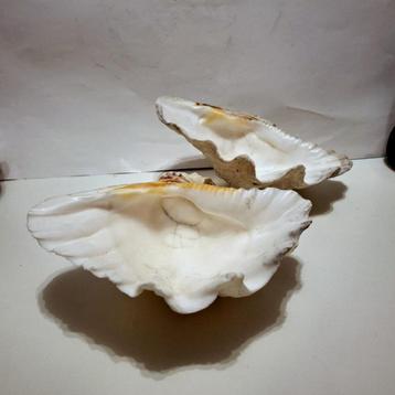 2 doopvontschelpen beschikbaar voor biedingen