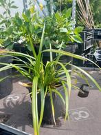 Carex Iris - Groene Bodembedekker - P9 Pot, Ophalen of Verzenden, Vaste plant, Bodembedekkers, Halfschaduw