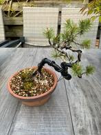 Pinus Sylvestris bonsai, grove den of scots pine, Tuin en Terras, In pot, Minder dan 100 cm, Overige soorten, Volle zon