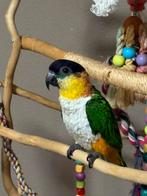 Tamme caique, Dieren en Toebehoren, Vogels | Parkieten en Papegaaien, Geslacht onbekend
