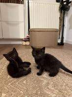 Moederpoes en 4 kittens SPOED, Dieren en Toebehoren
