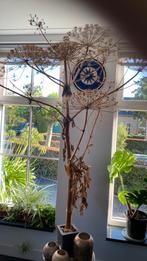 Aangeboden heel veel gedroogde berenklauwen, Huis en Inrichting, Woonaccessoires | Droogbloemen, Ophalen of Verzenden