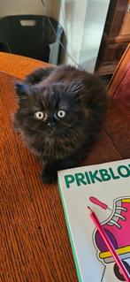 Britse langhaar kitten chocolate, Poes, 0 tot 2 jaar