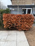 13 nette beukenboompjes, Tuin en Terras, Planten | Bomen, Bloeit niet, Overige soorten, 100 tot 250 cm, Ophalen