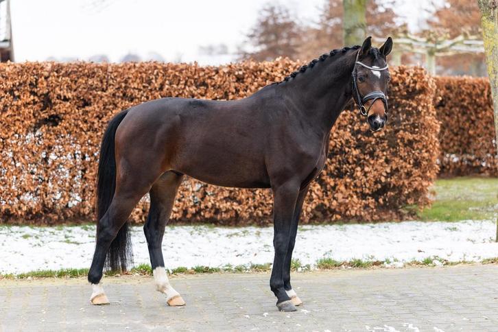 Lieve talentvolle E-pony/klein paard te koop, Dieren en Toebehoren, Pony's, Ruin, Dressuurpony, 3 tot 6 jaar
