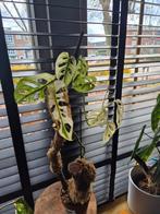 Bonte monstera adansonii variegata, Huis en Inrichting, Kamerplanten, Overige soorten, Minder dan 100 cm, Groene kamerplant, Halfschaduw