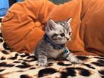 Prachtige Britse Korthaar kittens, Dieren en Toebehoren, Katten en Kittens | Raskatten | Korthaar, Meerdere dieren, Gechipt, 0 tot 2 jaar
