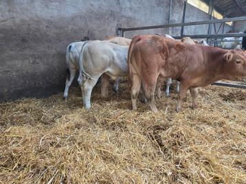 3 Piemontese en 2 blonde stieren beschikbaar voor biedingen