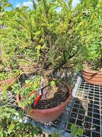 pre bonsai taxus, Bloeit niet, Halfschaduw, Overige soorten, Minder dan 100 cm