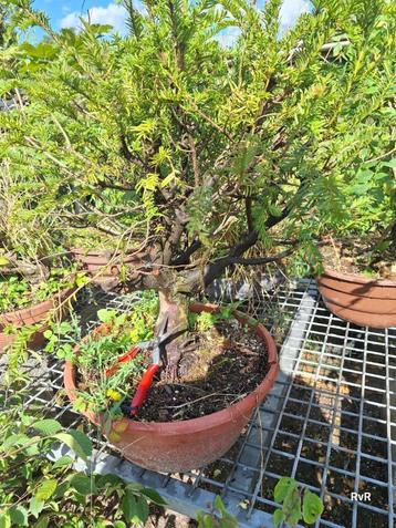  pre bonsai taxus beschikbaar voor biedingen