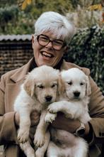 Gouden karaktertjes zoeken hun gouden mandje, Dieren en Toebehoren, Honden | Retrievers, Spaniëls en Waterhonden, Golden retriever