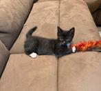 1 kitten van Ragdoll/siamees poes en cyperse kater, Dieren en Toebehoren, Katten en Kittens | Raskatten | Korthaar, Meerdere dieren