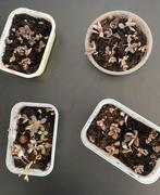 Mother of thousands / bommenwerper, Huis en Inrichting, Ophalen, Vetplant, Halfschaduw, Minder dan 100 cm
