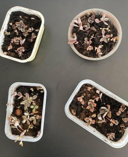 Mother of thousands / bommenwerper, Huis en Inrichting, Kamerplanten, Vetplant, Minder dan 100 cm, Groene kamerplant, Halfschaduw