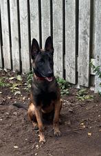 Mechelse herder teefje van 9 maanden oud., Dieren en Toebehoren, Honden | Herdershonden en Veedrijvers, 15 weken tot 1 jaar, CDV (hondenziekte)