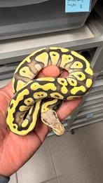 0.1 pastel mojave desert ghost ball python, Slang, 0 tot 2 jaar