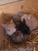 Franse hangoren, Dieren en Toebehoren, Meerdere dieren, Groot, Hangoor, 0 tot 2 jaar